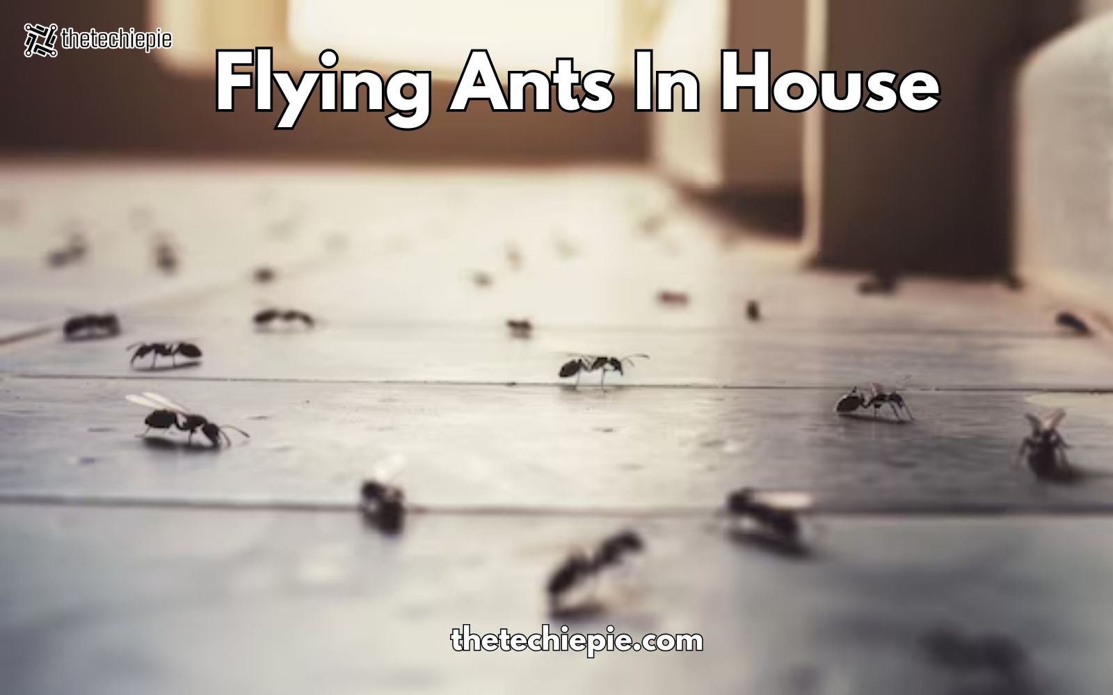 flying ants in-house