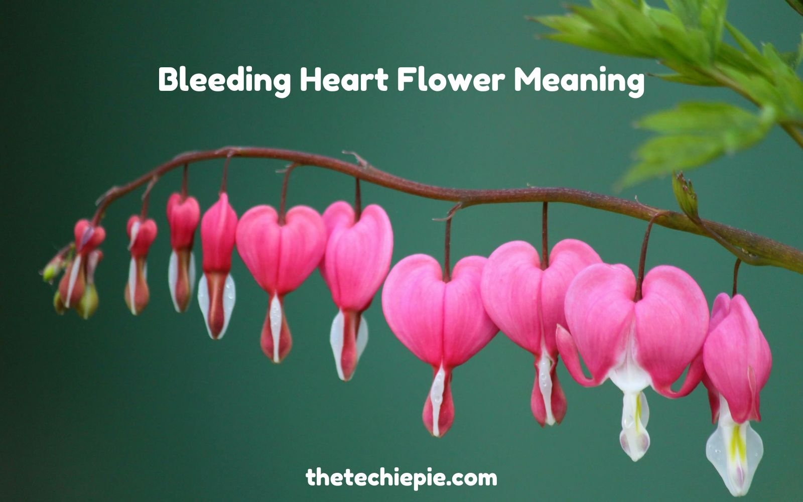 bleeding heart flower meaning