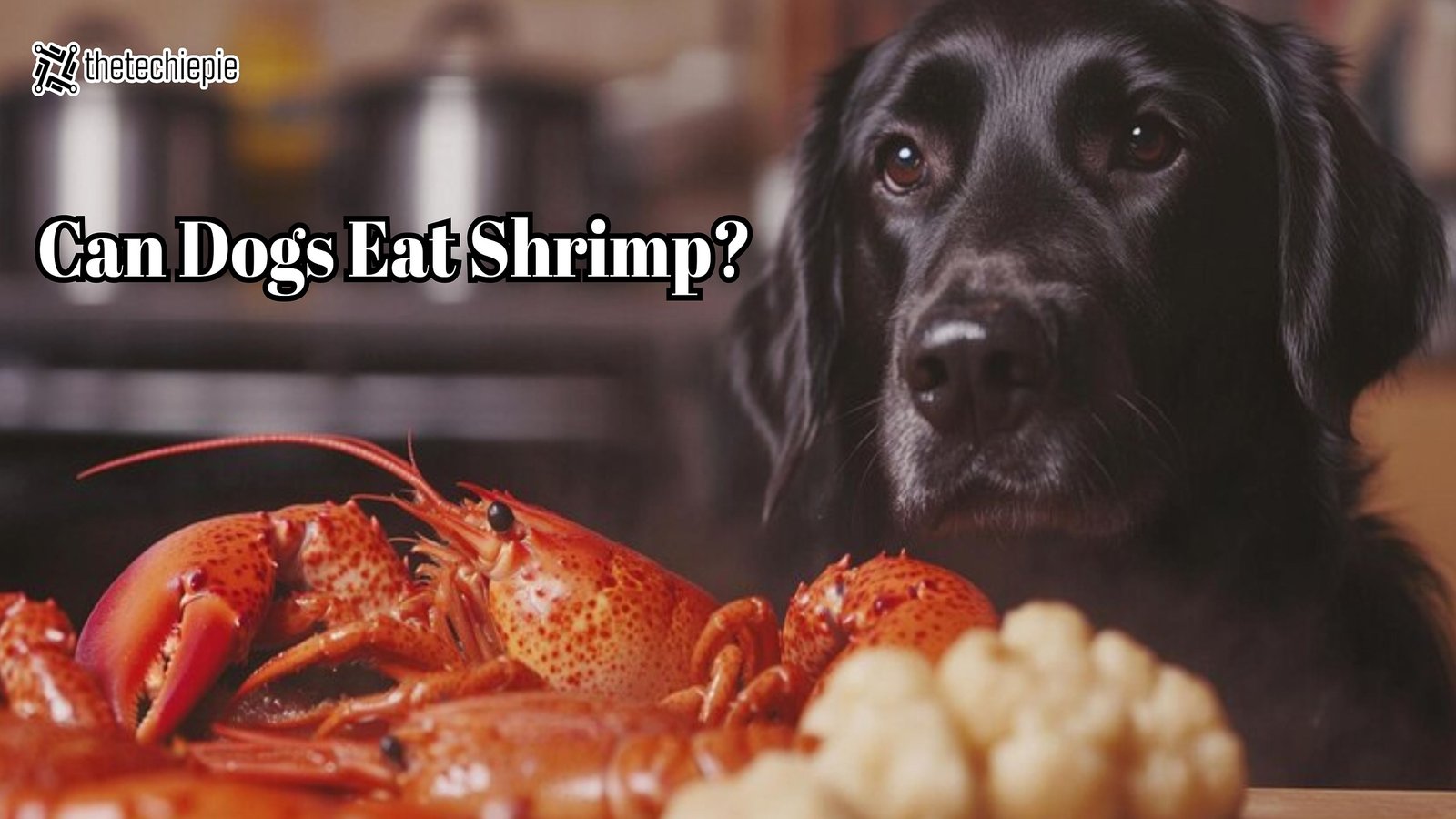 can dogs eat shrimp